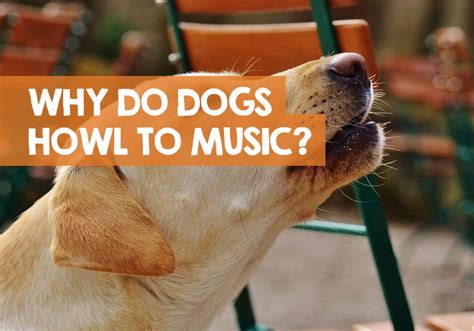 Why Do Dogs Howl When They Hear Music and What It Tells Us about Their Nature